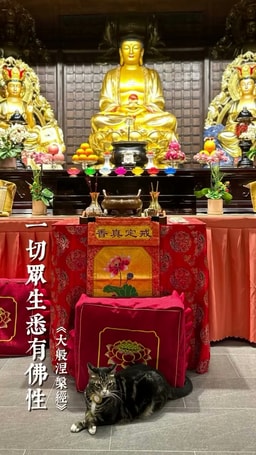 2026.07.26 寺院貓
